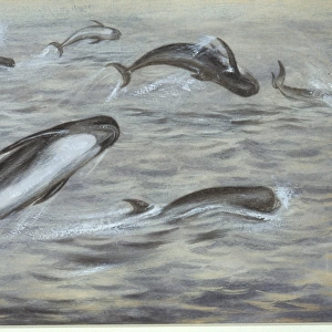 Globicephala melas, long-finned pilot whale