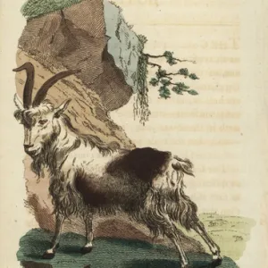 Goat, Capra aegagrus