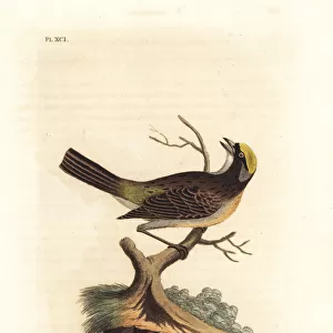 Golden-crowned sparrow, Zonotrichia atricapilla