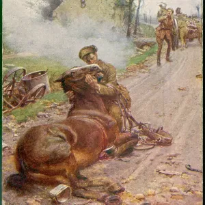 Horse Related