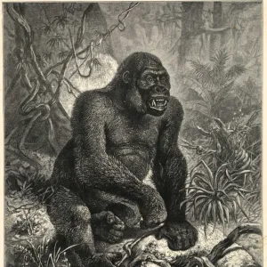 The Gorillla