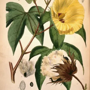 Gossypium barbadense, cotton plant