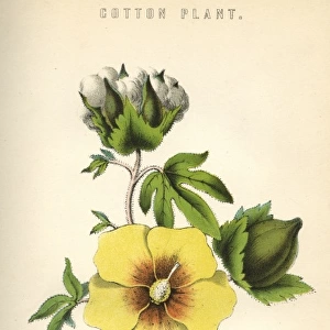 Gossypium (Cotton)