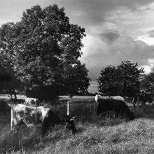 Grazing Cows