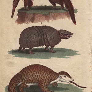 Great anteater, three-banded armadillo