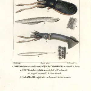 Great argonaut, cuttlefish and flying squid