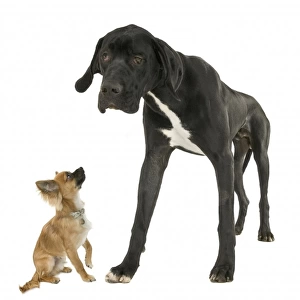 Great Dane with Chihuahua