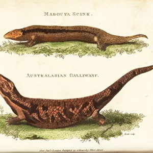 Greater Martinique skink and extinct galliwasp