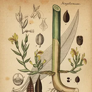 Green cardamom, Elettaria cardamomum