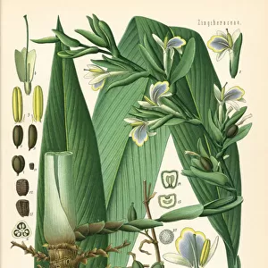 Green cardamon or true cardamon, Elettaria cardamomum