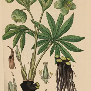 Green hellebore, Helleborus viridis