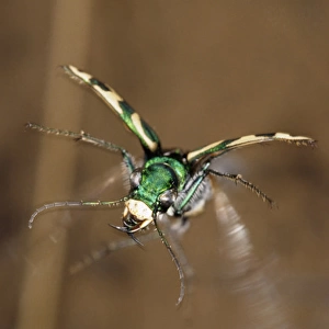 Green Tiger Beetle in flight