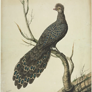 Grey Peacock-Pheasant