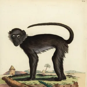 Cercopithecidae Collection: Grivet Monkey