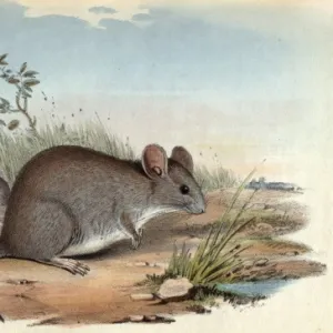 Muridae Collection: Desert Mouse