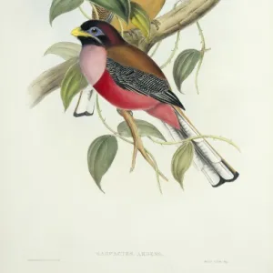 Harpactes ardens, Philippine trogon