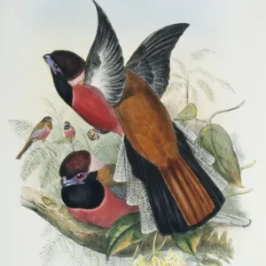 Trogons Gallery: Diards Trogon