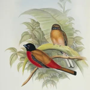 Trogons Collection: Scarlet Rumped Trogon