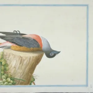 Trogons Gallery: Malabar Trogon