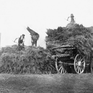 Harvest - Gathering the Hay