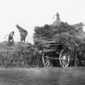 Harvest - Gathering the Hay