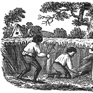Harvesting wheat, c. 1800