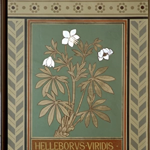 Helleborus viridis, green hellebore