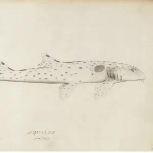 Hemiscyllium ocellatum, epaulette shark