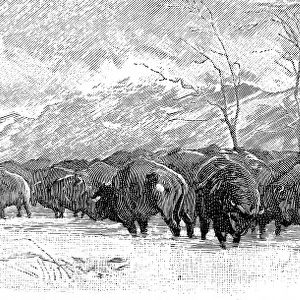 Herd of Buffalo in a blizzard, 1887