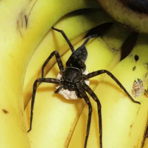 Heteropoda venatoria, huntsman spider