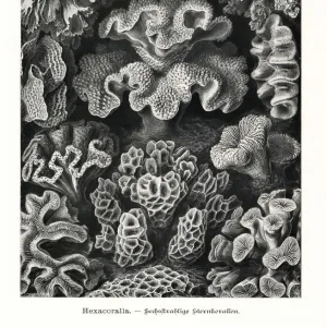 Hexacorallia stony coral skeletons