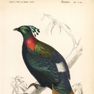 Himalayan monal, Lophophorus impejanus