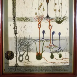 Scientists Jigsaw Puzzle Collection: Santiago Ramon y Cajal