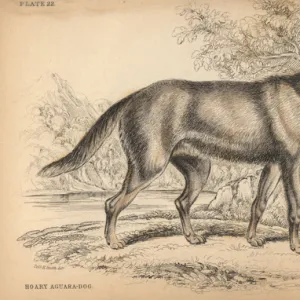 Hoary fox, Lycalopex vetulus