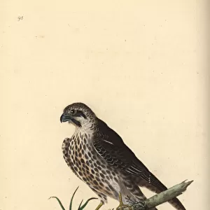 Hobby, Falco subbuteo, with one foot on a dead bird