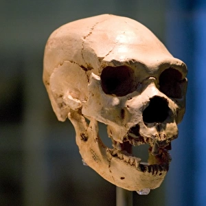 Homo neanderthalensis, neanderthal man