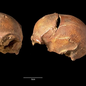 Homo sapiens cranium (Irhoud 2)