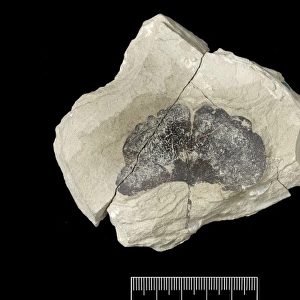 Homo sapiens cranium (Liujiang 1)