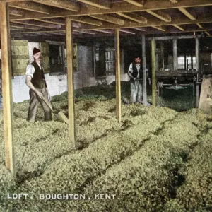 Hops in Cooling Loft, Boughton-under-Blean, Kent