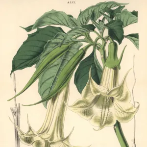 Horn-bearing datura, Datura cornigera Angel s