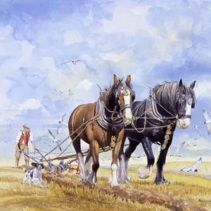 Farm Collection: Horses