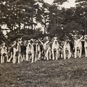 Hounds of the Cheshire Hunt