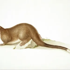Muridae Related