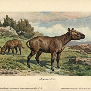 Hyracodon, an extinct genus of fast-running