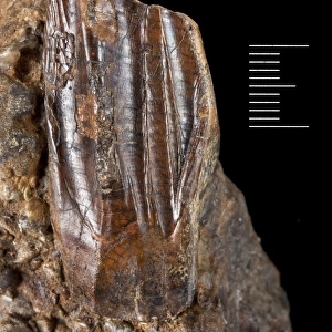 Iguanodon tooth
