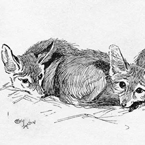 Illustration by Cecil Aldin, Fennec Foxes