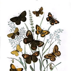 Illustration, Satyridae -- Libytheidae -- Erycinidae