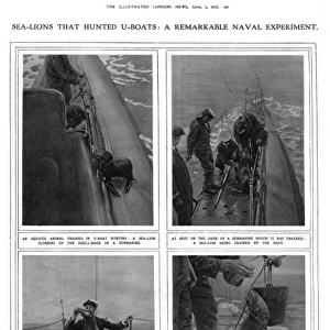 ILN page on submarine hunting sea lions, WW1