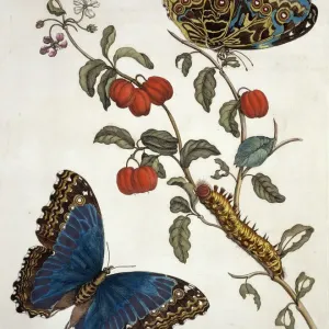 Insects of Surinam Plate 7 Print (1726) Insects of Surinam Plate 7 Print (1726)