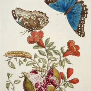 Maria Sibylla Merian